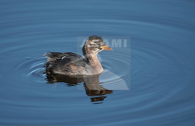 Little Grebe (Tachybaptus ruficollis) Juvenile, swimming, seen from the side. stock-image by Agami/Fred Visscher,