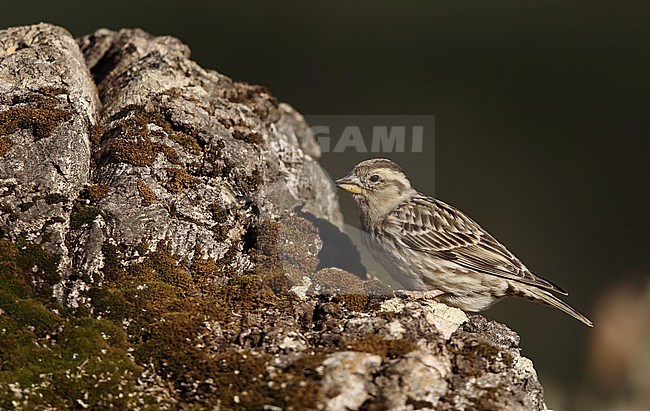 Wintering Rock Sparrow (Petronia petronia) at Sierra de San Pedro, Extremadura, Spain. Sitting on a moss covered rock. stock-image by Agami/Helge Sorensen,