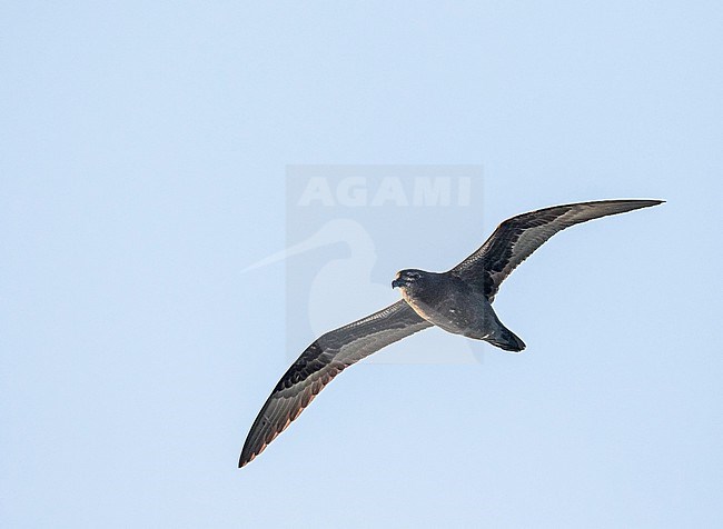 Henderson petrel, Pterodroma atrata/ Photographed during a Pitcairn Henderson and The Tuamotus expedition cruise. stock-image by Agami/Pete Morris,