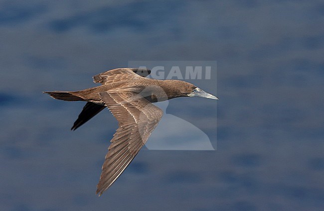 Immature Brown Booby (Sula leucogaster leucogaster) off Ascension island flying over the atlantic ocean. stock-image by Agami/Marc Guyt,