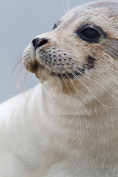 Gewone zeehond beeldvullend; Harbour Seal close-up stock-image by Agami/Menno van Duijn,