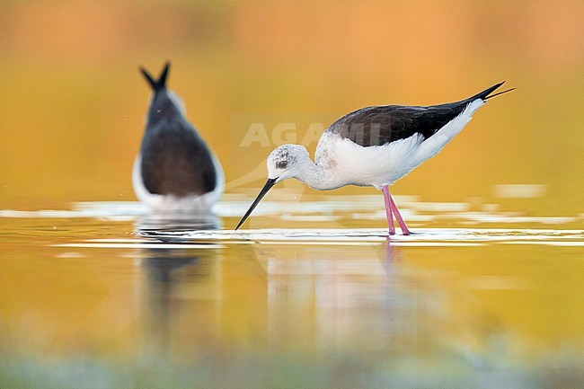 Black-winged Stilt (Himantopus himantopus), adult females feeding in the water, Campania, Italy stock-image by Agami/Saverio Gatto,