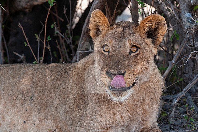 Portrait of a lion, Panthera leo, licking its nose. Chobe National Park, Botswana. stock-image by Agami/Sergio Pitamitz,