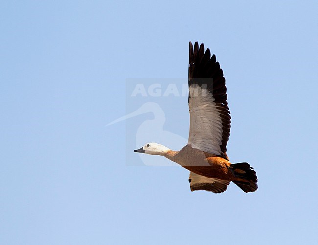 Casarca in vlucht, Ruddy Shelduck in flight stock-image by Agami/Roy de Haas,