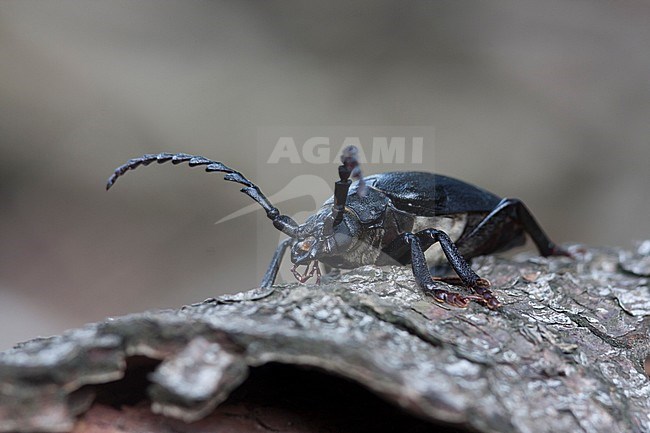 Prionus coriarius - Sawyer - Sägebock, Germany, imago, male stock-image by Agami/Ralph Martin,