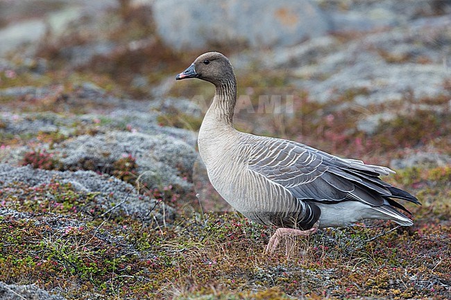Pink-footed Goose (Anser brachyrhynchus), adult standing on the ground, Northwestern Region, Iceland stock-image by Agami/Saverio Gatto,
