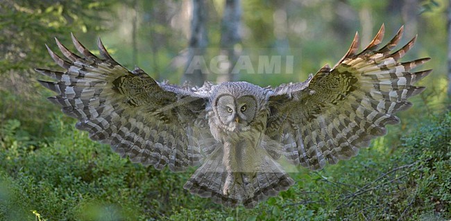 Laplanduil vliegend; Great Grey Owl flying stock-image by Agami/Jari Peltomäki,