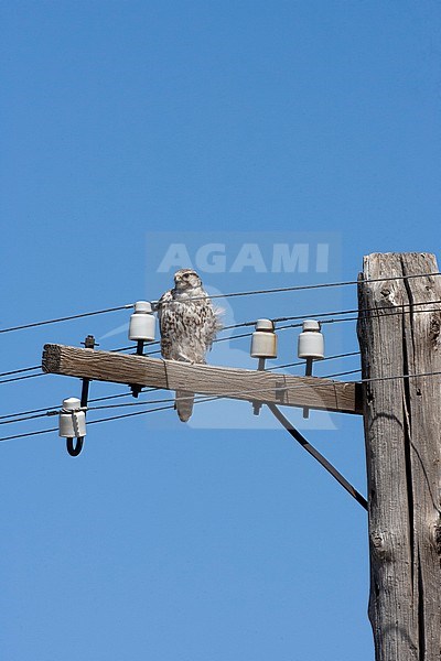 Saker Falcon (Falco cherrug) in Mongolia. Perched on a electricity pole. stock-image by Agami/Jari Peltomäki,