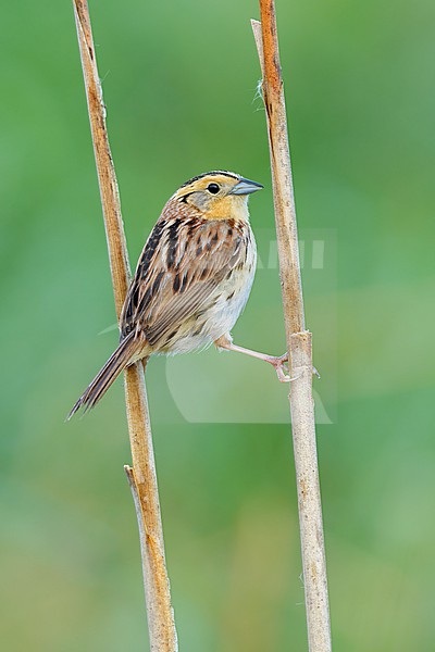 Adult LeConte's Sparrow, Ammospiza leconteii
St. Louis Co., MN stock-image by Agami/Brian E Small,