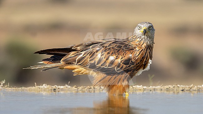 Drinking Red Kite during sunset on the steppe of the Monegros in Spain stock-image by Agami/Onno Wildschut,