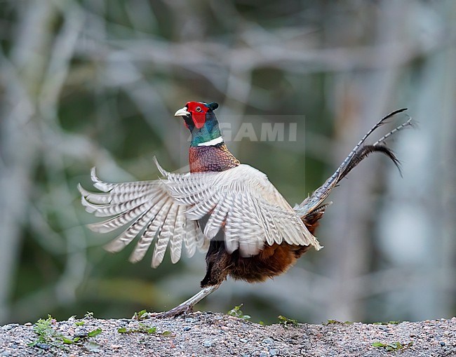 Close up side view of a lekking male Common Pheasant (Phasianus colchicus) with raised wings; flapping wings. Finland stock-image by Agami/Markku Rantala,