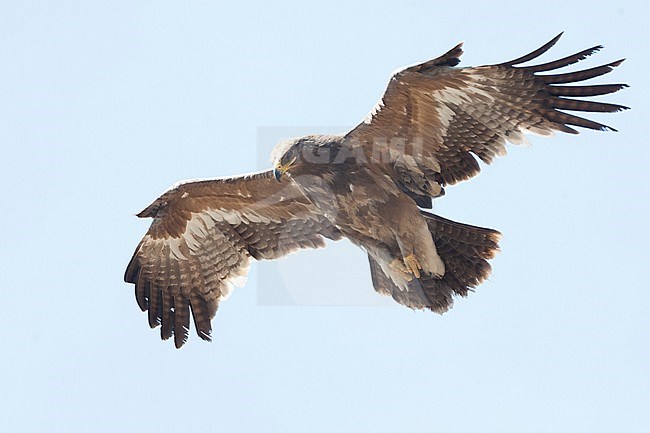 Immature Steppe Eagle (Aquila nipalensis) in flight over Asian garbage dump. stock-image by Agami/Marc Guyt,
