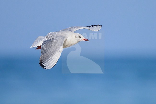 Black-headed gull, Chroicocephalus ridibundus, flying. stock-image by Agami/Sylvain Reyt,