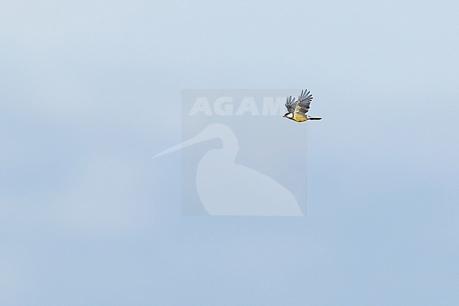 eurasian great tit (parus major) in flight, found at Fehmarn at the Baltic Sea in Germany stock-image by Agami/Mathias Putze,