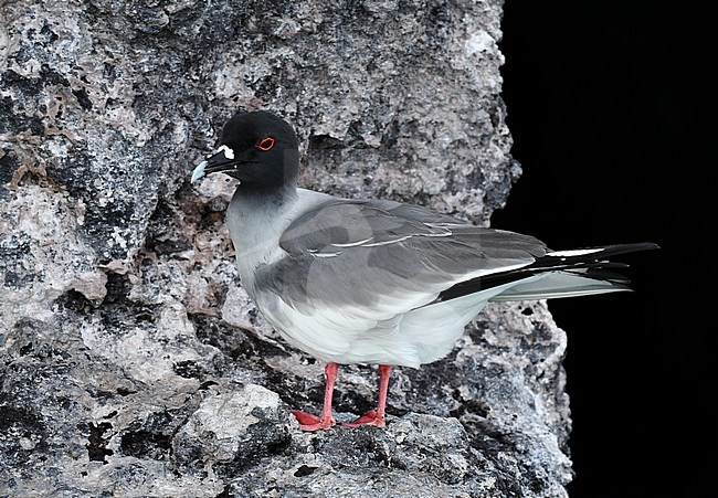 Adult Swallow-tailed Gull (Creagrus furcatus) on the Galapagos islands. Sitting along the shore on a rock. stock-image by Agami/Laurens Steijn,
