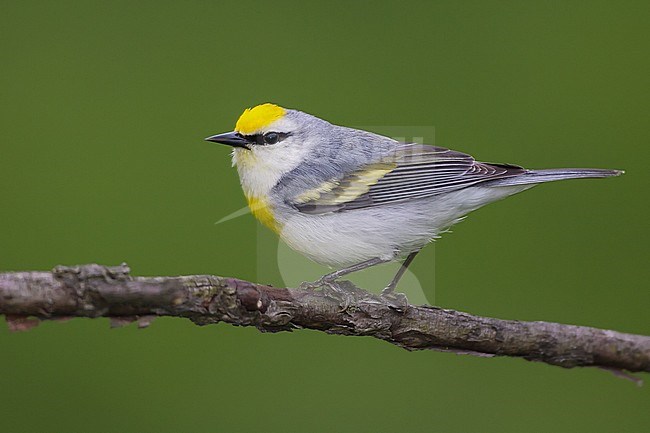 Hybride Blauwvleugelzanger x Geelvleugelzanger, Hybrid Blue-winged Warbler x Golden-winged Warbler stock-image by Agami/Brian E Small,