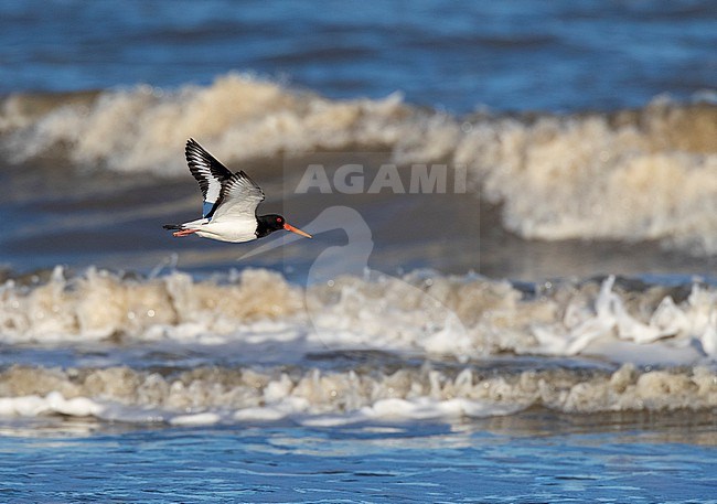 Eurasian Oystercatcher (Haematopus ostralegus) on the beach of Katwijk, Netherlands. Flying in front of the surf. stock-image by Agami/Marc Guyt,