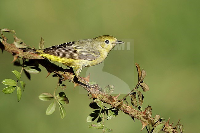 Adult female
Galveston Co., TX
May 2017 stock-image by Agami/Brian E Small,