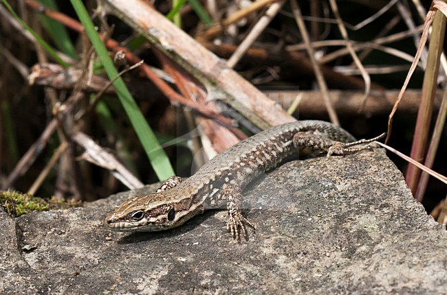 Muurhagedis, Common Wall Lizard, Podarcis muralis stock-image by Agami/Rob Olivier,