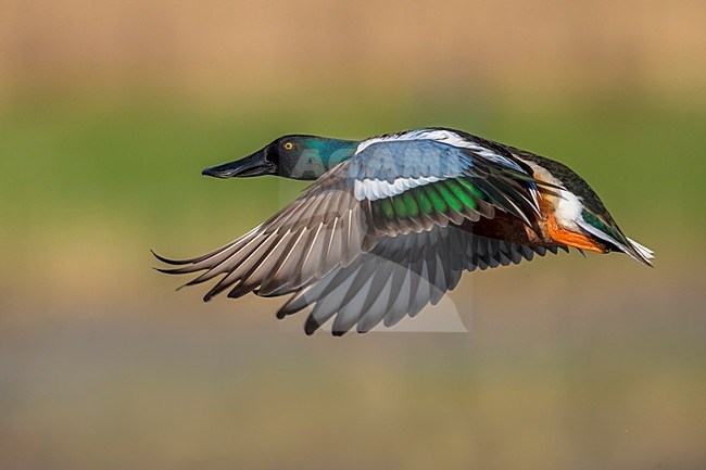Vliegend mannetje Slobeend; Northern Shoveler male in flight stock-image by Agami/Daniele Occhiato,