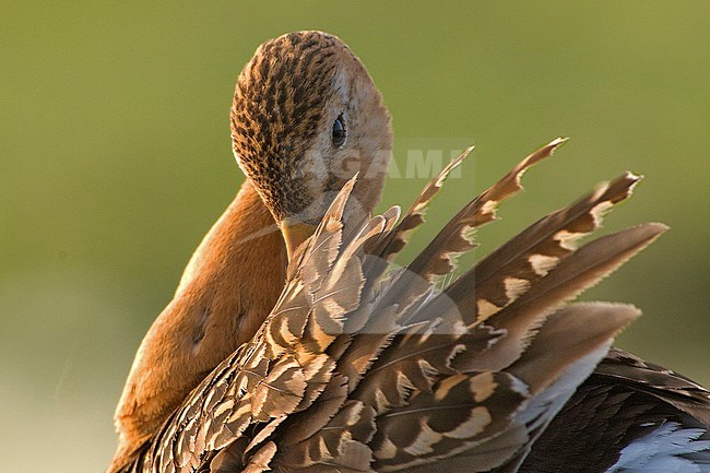 Poetsende Grutto; Preening Black-tailed Godwit stock-image by Agami/Hans Germeraad,