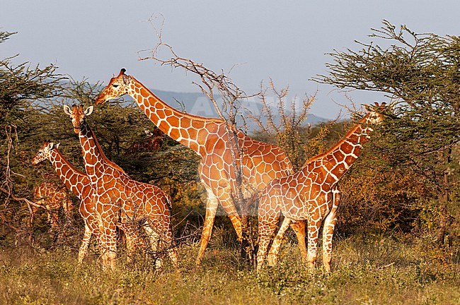 A herd of Masai giraffes, Giraffa camelopardalis, eating. Samburu Game Reserve, Kenya. stock-image by Agami/Sergio Pitamitz,