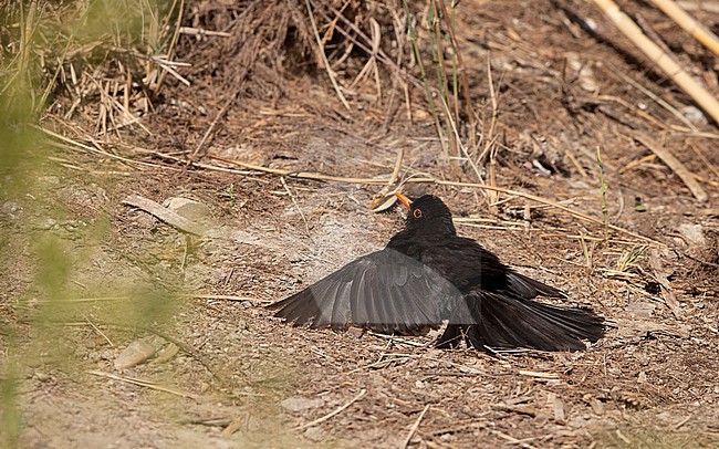 Adult male Common Blackbird (Turdus merula merula) sunbathing in Castilla-La Mancha, Spain stock-image by Agami/Helge Sorensen,
