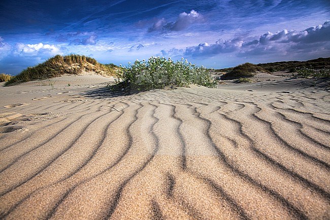 Dune formation at the Horst on Texel stock-image by Agami/Wil Leurs,