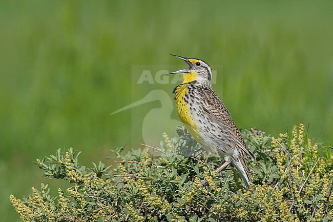 Adult breeding
Weld Co., CO
June 2023 stock-image by Agami/Brian E Small,