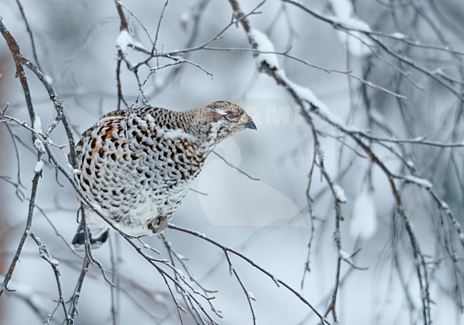 Hazelhoen foeragerend in besneeuwde struiken; Hazel Grouse feeding in snow covered trees stock-image by Agami/Markus Varesvuo,
