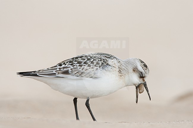 Drieteenstrandloper met braakbal (serie van 3 foto's), Sanderling with pellet (serie of three images) stock-image by Agami/Menno van Duijn,