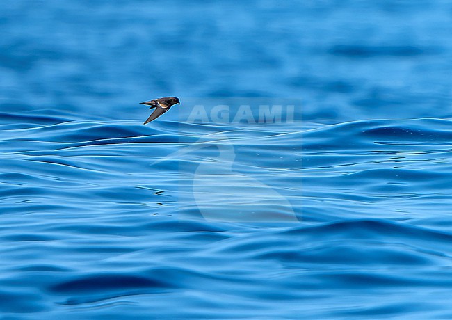 Least Storm Petrel (Hydrobates microsoma) off west coast of Mexico. stock-image by Agami/Dani Lopez-Velasco,