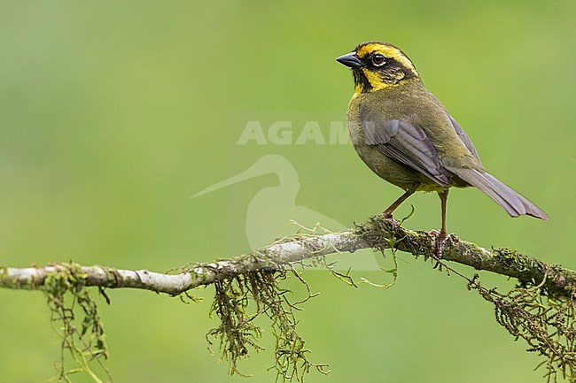 Yellow-striped Brushfinch (Atlapetes citrinellus) Perched on a branch in Argentina stock-image by Agami/Dubi Shapiro,