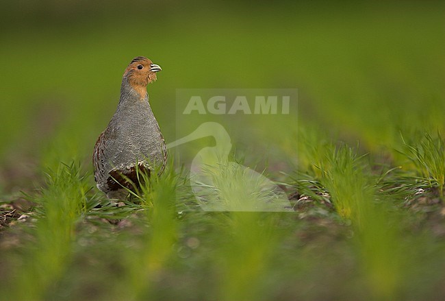 Roepende Patrijs, Grey Partridge calling stock-image by Agami/Danny Green,