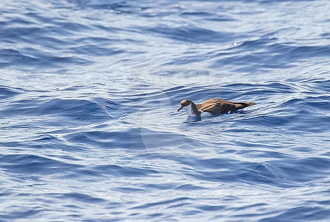 Critically Endangered Newell's shearwater (Puffinus newelli) off Kauai island, Hawaii, United States. Also known as Hawaiian shearwater. stock-image by Agami/Pete Morris,