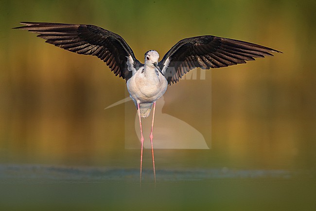 Adult Black-winged Stilt (Himantopus himantopus) in Italy. stock-image by Agami/Daniele Occhiato,