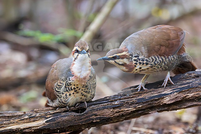 The white-breasted mesite (Mesitornis variegatus) is a ground-dwelling bird endemic to Madagascar. One of three species in the mesite family. It has a small population and is restricted to five sites in the north and west of the island, and one in the east. Here we see a unique moment of a pair of mesites preening. stock-image by Agami/Jacob Garvelink,
