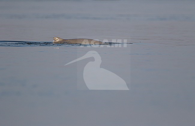 Irrawaddy dolphin, Orcaella brevirostris) swimming in the Mekong river at Kratie, Cambodia. stock-image by Agami/James Eaton,