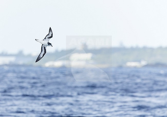 Bermuda Petrel, Pterodroma cahow, off the coast near the colony on Nonsuch island, Bermuda. Bird in flight. stock-image by Agami/Marc Guyt,