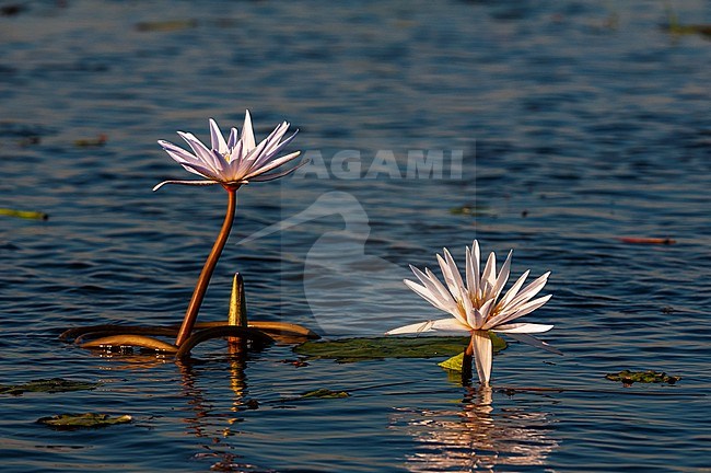 Water lilies in bloom in the Chobe River. Chobe River, Chobe National Park, Kasane, Botswana. stock-image by Agami/Sergio Pitamitz,