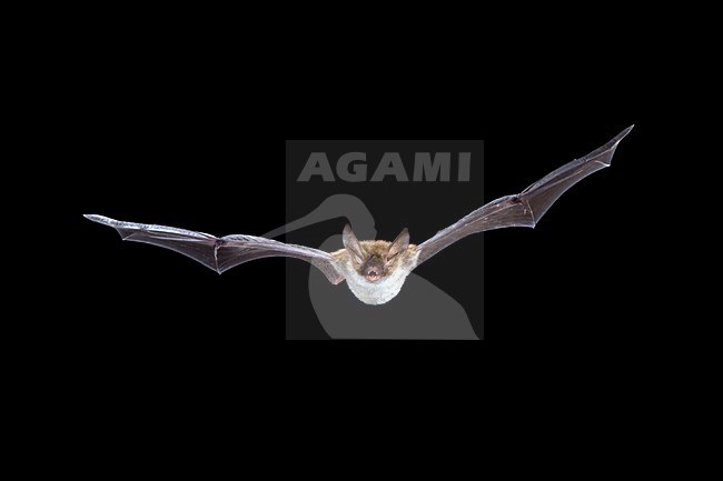 Bechsteins Vleermuis in de vlucht; Bechstein\'s Bat in flight stock-image by Agami/Theo Douma,