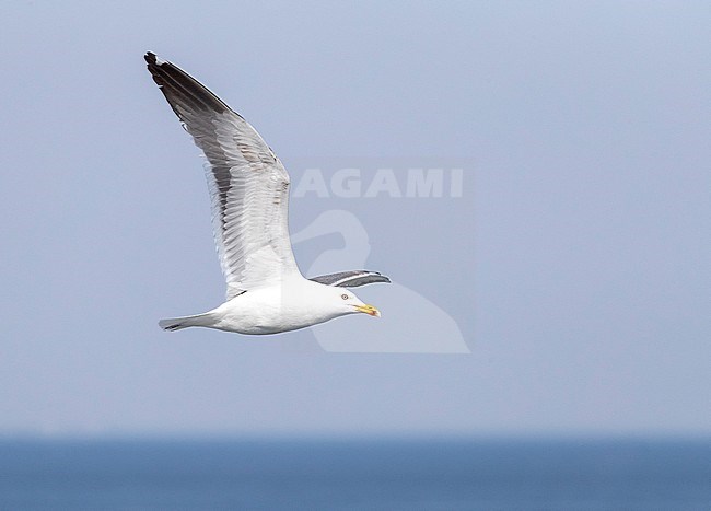 Fourth calender year Lesser Black-backed Gull (Larus fuscus) in the Netherlands. In flight over the North Sea, showing under wing pattern. stock-image by Agami/Marc Guyt,
