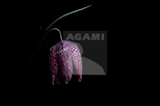 Kievitsbloem, Snake's Head Fritillary flowers stock-image by Agami/Wil Leurs,