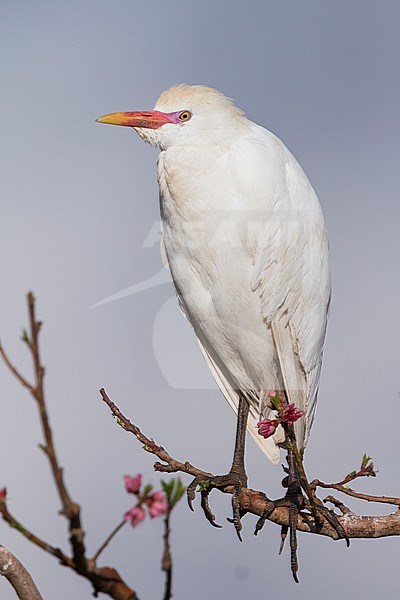 Cattle Egret - Kuhreiher - Bubulcus ibis ssp. ibis, Morocco, adult breeding plumage stock-image by Agami/Ralph Martin,