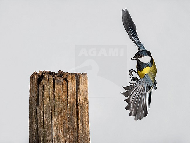 Great Tit flying. Koolmees vliegend stock-image by Agami/Alain Ghignone,