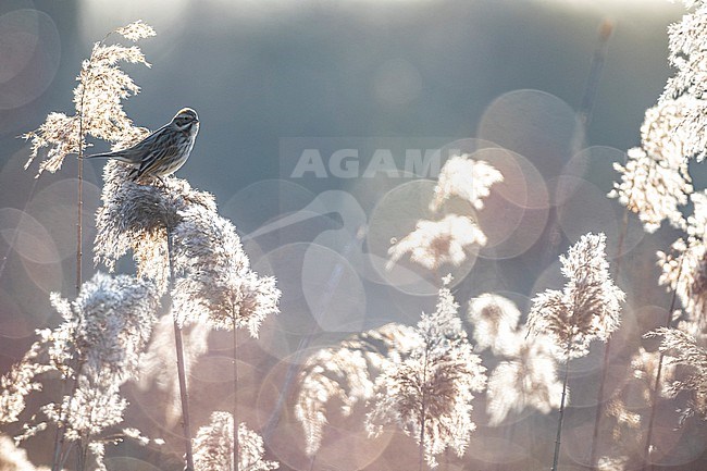 Common Reed Bunting (Emberiza schoeniclus) in Italy. stock-image by Agami/Daniele Occhiato,
