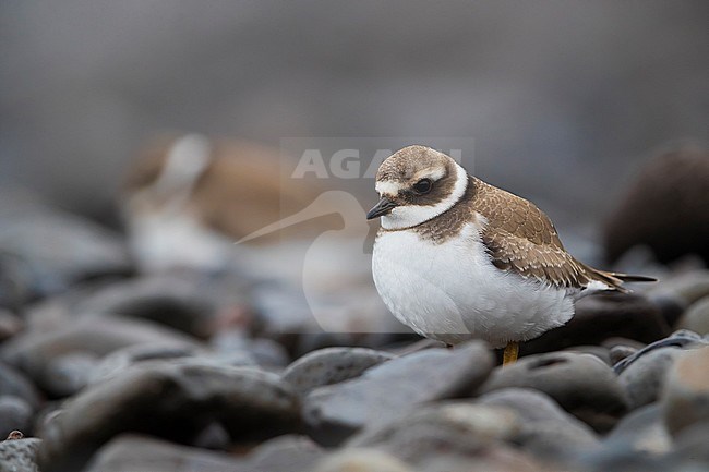 Common Ringed Plover (Charadrius hiaticula) adult winter perched stock-image by Agami/Daniele Occhiato,