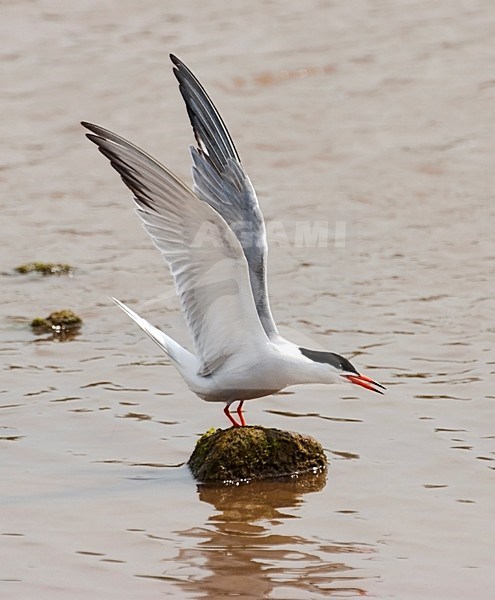 Visdief met vleugels gespreid en roepend; Common Tern wings raised and calling stock-image by Agami/Roy de Haas,