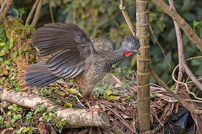 Band-tailed Guan (Penelope argyrotis) in Colombia. stock-image by Agami/Pete Morris,