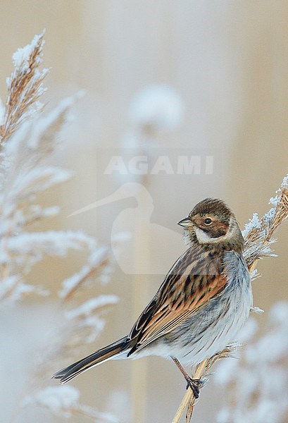 Rietgors, Reed Bunting stock-image by Agami/Markus Varesvuo,